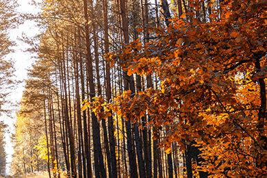开云下载-澳大利亚男篮强势崛起，伦纳德惊艳世界