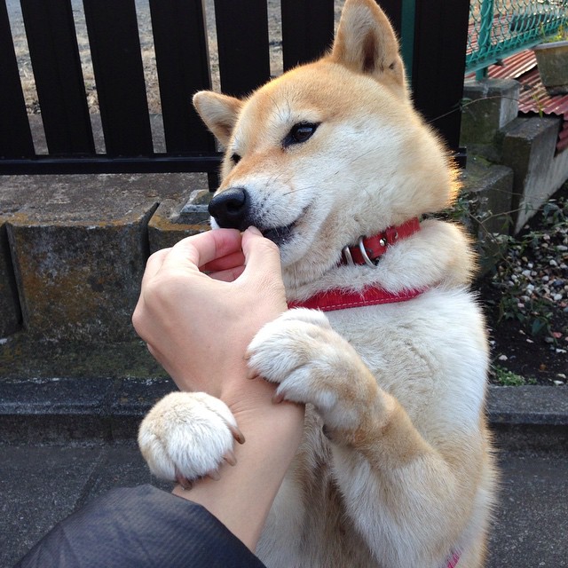 福登封神之战诠释何为全场最佳，佛罗伦萨与塞内加尔血拼出足球最原始的魅力